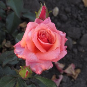 Blooming Marvellous (Блумінг Марвел)