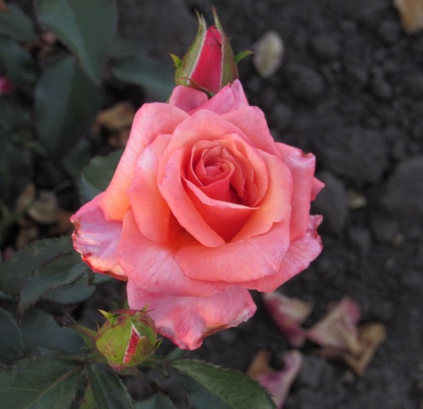 Blooming Marvellous (Блумінг Марвел)