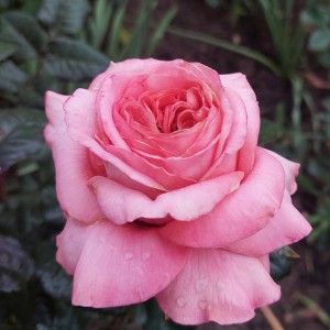 London Eye (Лондон Ай)