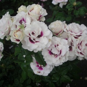 Brideside (Брайдсайд)