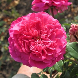 Хетті (Hettie)