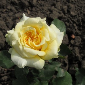 Del Boy (Дел Бой)