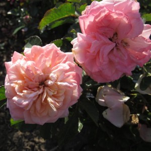 Amaretto(Амаретто)