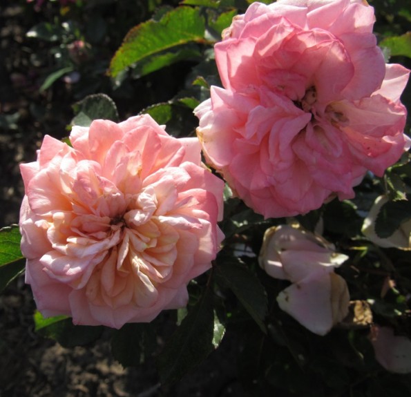 Amaretto(Амаретто)