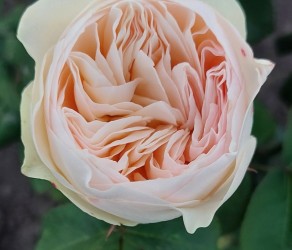 Royal Romance (Роял Романс)
