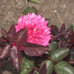 Хірарі (Hirari)