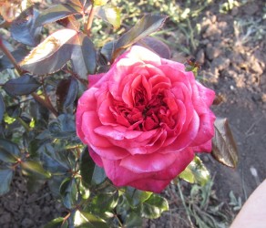 A Million Dreams (Мільєн Дрімс) 