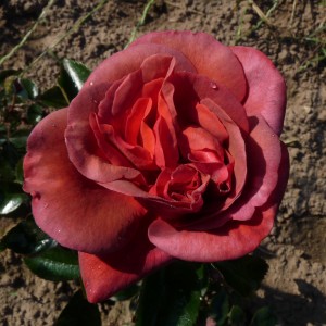 A Million Dreams (Мільєн Дрімс) 