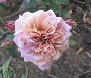 «Цікада» (Utsusemi)