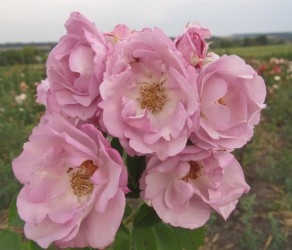 'Déclic'  Деклік