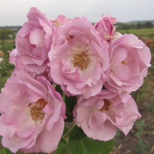 'Déclic'  Деклік