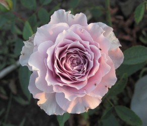 «Сейрю» Seiryu