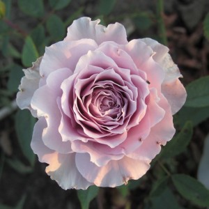 «Сейрю» Seiryu