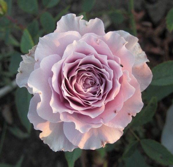 «Сейрю» Seiryu «Сейрю» Seiryu