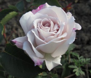 Silver Shadows (Сільвер Шадовс)