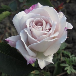 Silver Shadows (Сільвер Шадовс)