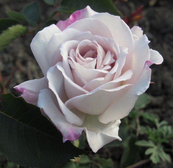 Silver Shadows (Сільвер Шадовс) Silver Shadows (Сільвер Шадовс)