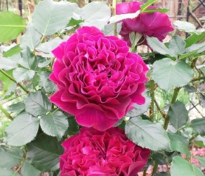 Velvety Twilight (Вельветі Твалайт)