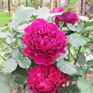 Velvety Twilight (Вельветі Твалайт)