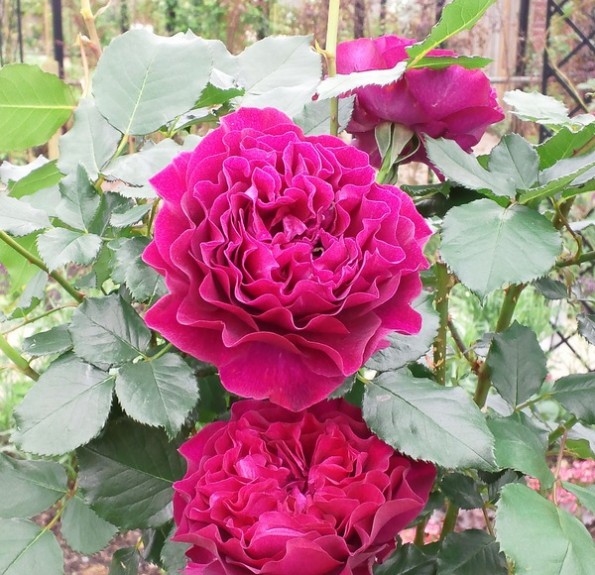 Velvety Twilight (Вельветі Твалайт) Velvety Twilight (Вельветі Твалайт)