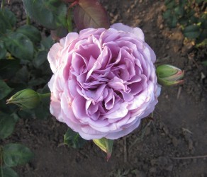 'Голубий Шторм' (Blue Storm)