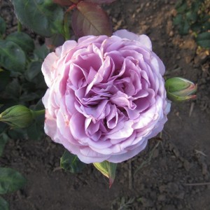 'Голубий Шторм' (Blue Storm)