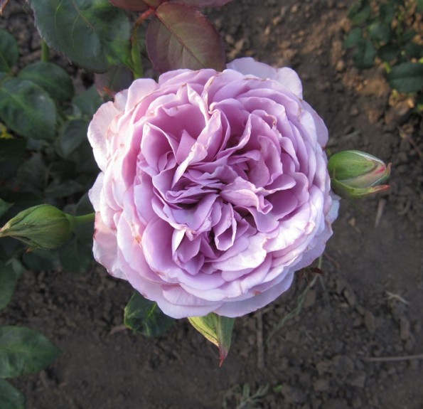 'Голубий Шторм' (Blue Storm)