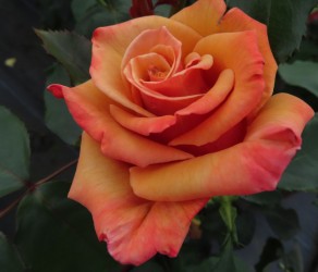 Loving Son «Ловінг Сан»