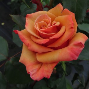 Loving Son «Ловінг Сан»