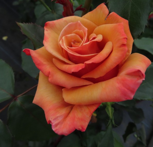 Loving Son «Ловінг Сан»