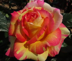 Absolutely Crackers (Абсолютлі Крекерс)