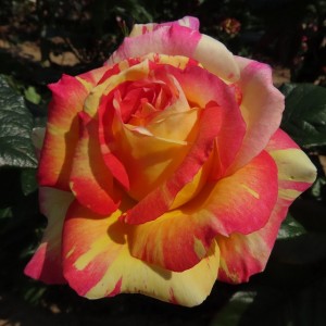 Absolutely Crackers (Абсолютлі Крекерс)