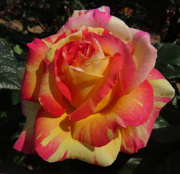 Absolutely Crackers (Абсолютлі Крекерс)