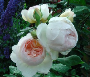 Michèle Morgan (Мішель Морган)