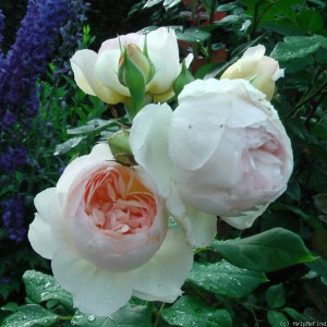 Michèle Morgan (Мішель Морган)