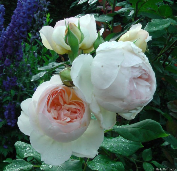 Michèle Morgan (Мішель Морган)