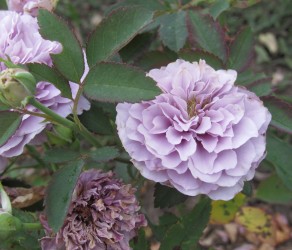 Tamamo (Тамамо)