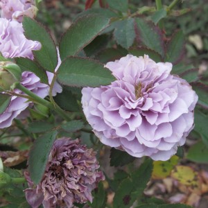 Tamamo (Тамамо)