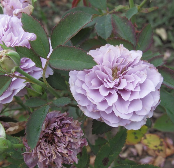 Tamamo (Тамамо)