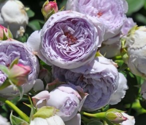 Lapis Lazuli (Лапіз Лазулі)