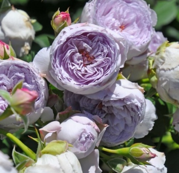 Lapis Lazuli (Лапіз Лазулі)