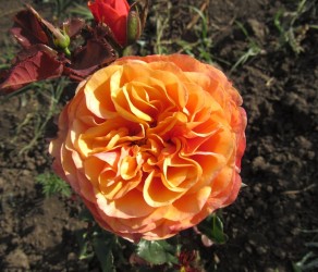 South Park (Саут Парк)