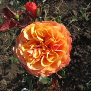 South Park (Саут Парк)