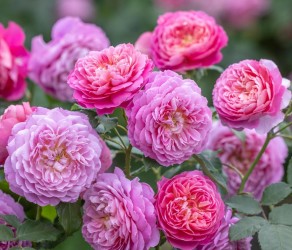 'Emma Bridgewater' Емма Бріджвотер