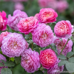 'Emma Bridgewater' Емма Бріджвотер