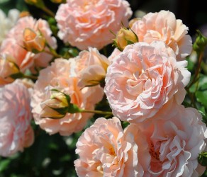 Psyche (Психея)