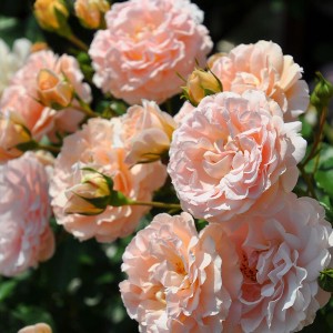 Psyche (Психея)