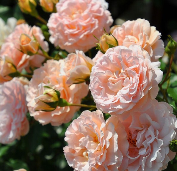 Psyche (Психея)