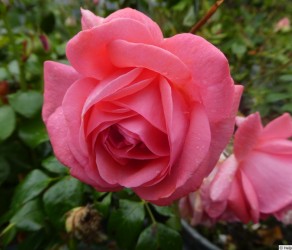 'Special Anniversary' (Спешіал Аневерсері))