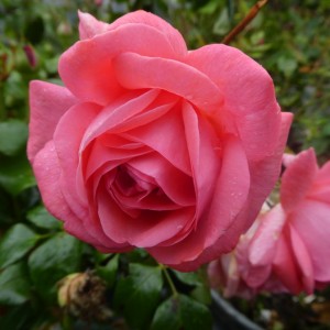  'Special Anniversary' (Спешіал Аневерсері))